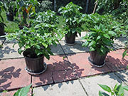 Fatalii