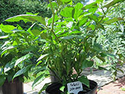 Fatalii