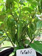 Fatalii
