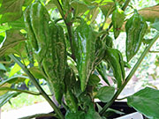 Fatalii