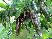 Fatalii Brown