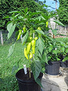 Hot Banana