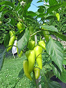 Hot Banana