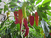 Hot Banana