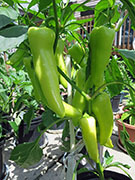 Hot Banana