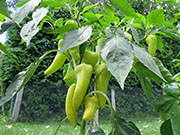 Hot Banana