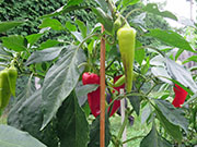 Hot Banana