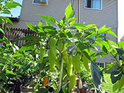Hot Banana