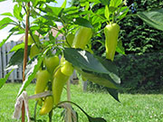Hot Banana