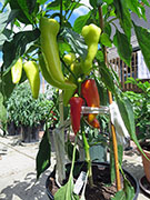 Hot Banana