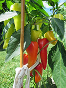 Hot Banana
