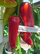 Hot Banana