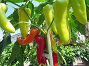 Hot Banana