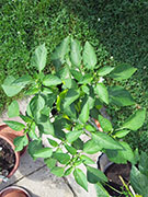 Hungarian Yellow Wax