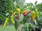 Hungarian Yellow Wax
