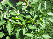 Hungarian Yellow Wax