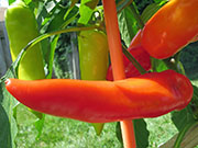 Hungarian Yellow Wax