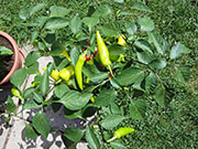 Hungarian Yellow Wax