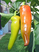 Hungarian Yellow Wax