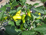 Hungarian Yellow Wax