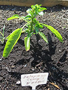 Jalapeño Craig's Grande