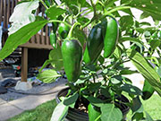 Jalapeño Craig's Grande
