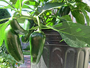 Jalapeño Craig's Grande