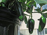 Jalapeño Craig's Grande