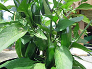 Jalapeño Craig's Grande