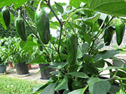 Jalapeño Craig's Grande