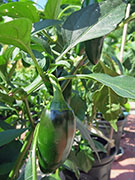 Jalapeño Craig's Grande