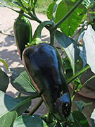 Jalapeño Craig's Grande