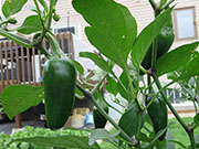 Jalapeño Craig's Grande