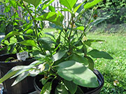 Jalapeño Craig's Grande