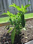 Jalapeño Craig's Grande