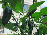 Jalapeño Craig's Grande