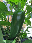 Jalapeño Craig's Grande