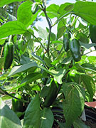 Jalapeño Craig's Grande