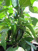 Jalapeño Craig's Grande
