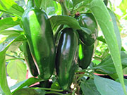 Jalapeño Craig's Grande