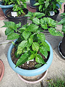 Trinidad Moruga Scorpion