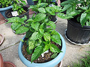 Trinidad Moruga Scorpion