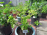 Trinidad Moruga Scorpion