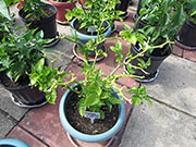 Trinidad Moruga Scorpion