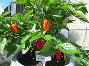 Trinidad Moruga Scorpion