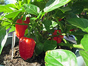 Trinidad Moruga Scorpion