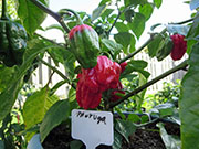 Trinidad Moruga Scorpion