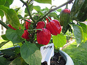 Trinidad Moruga Scorpion