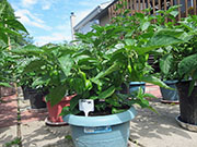 Trinidad Moruga Scorpion