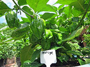 Trinidad Moruga Scorpion